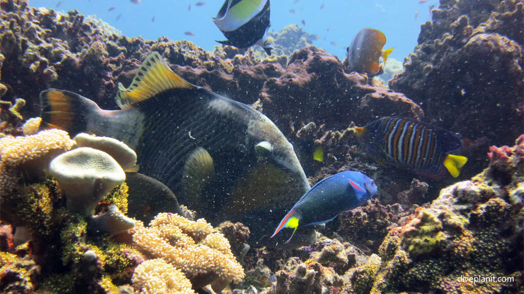 9630-Titan-trigger-providing-lunch-diving-Coral-Garden-Menjangan-Bali-Indonesia-Diveplanit-9630