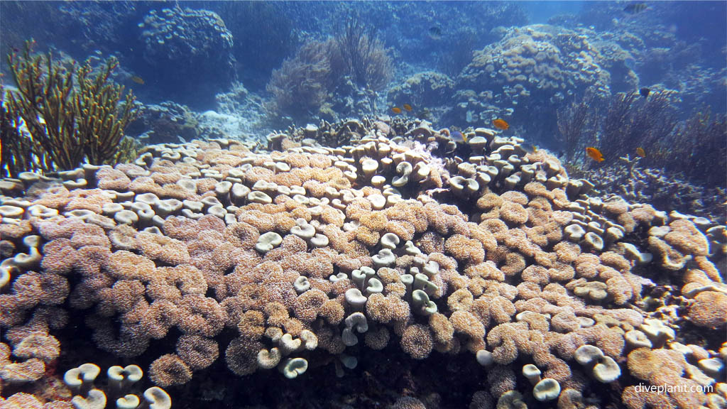 9641-Small-leather-corals-diving-Menjangan-Bali-Indonesia-Diveplanit-9641