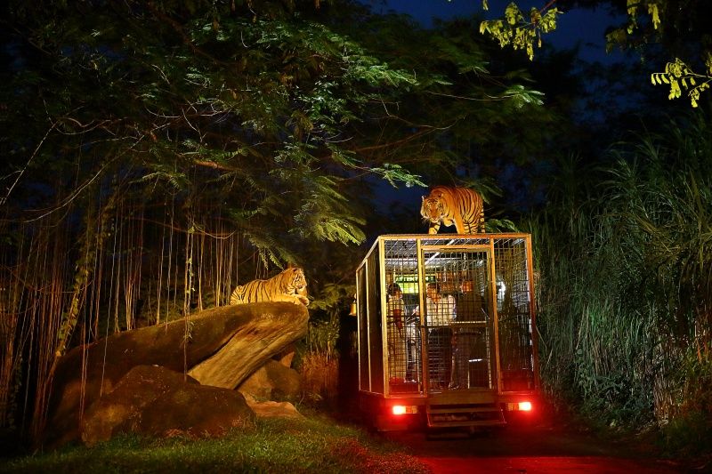 berani-menantang-nyali-di-safari-night-di-bali-b3tTuj46wU