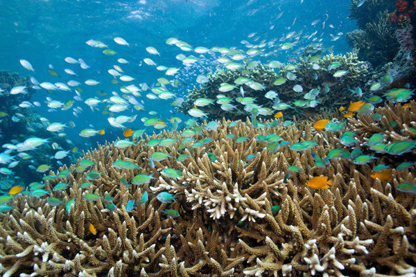 menjangan island